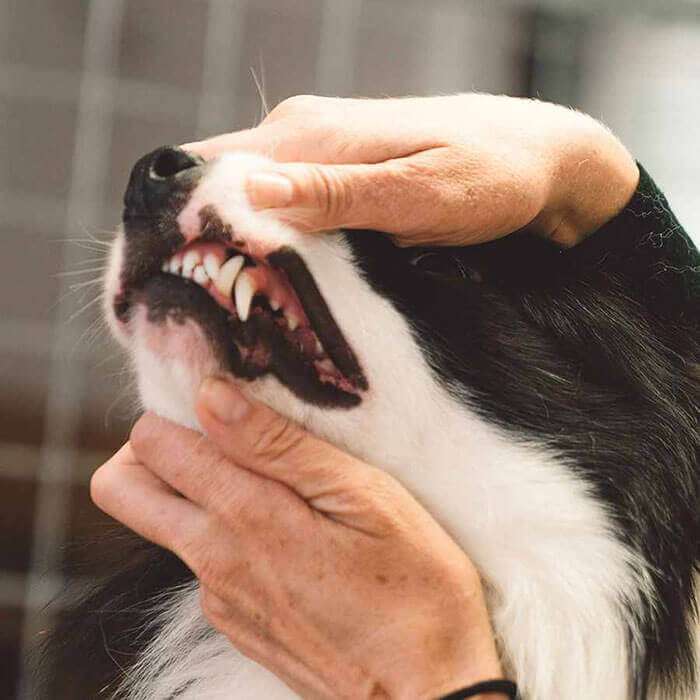 Dental Dental